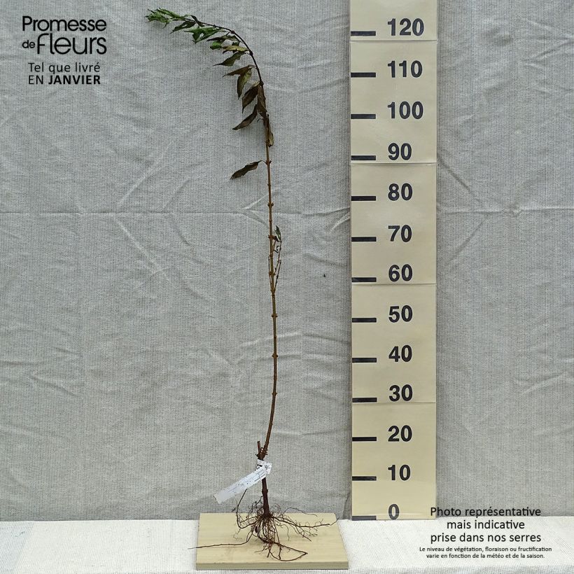 Example of Forsythia intermedia Racines nues as you get in hiver