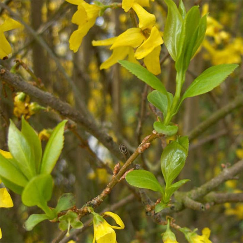 Forsythia intermedia Spectabilis - Mimosa de Paris (Foliage)
