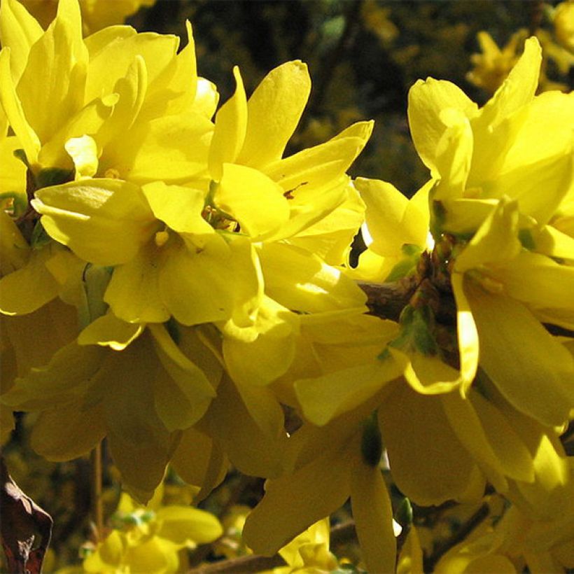 Forsythia intermedia Spectabilis - Mimosa de Paris (Flowering)