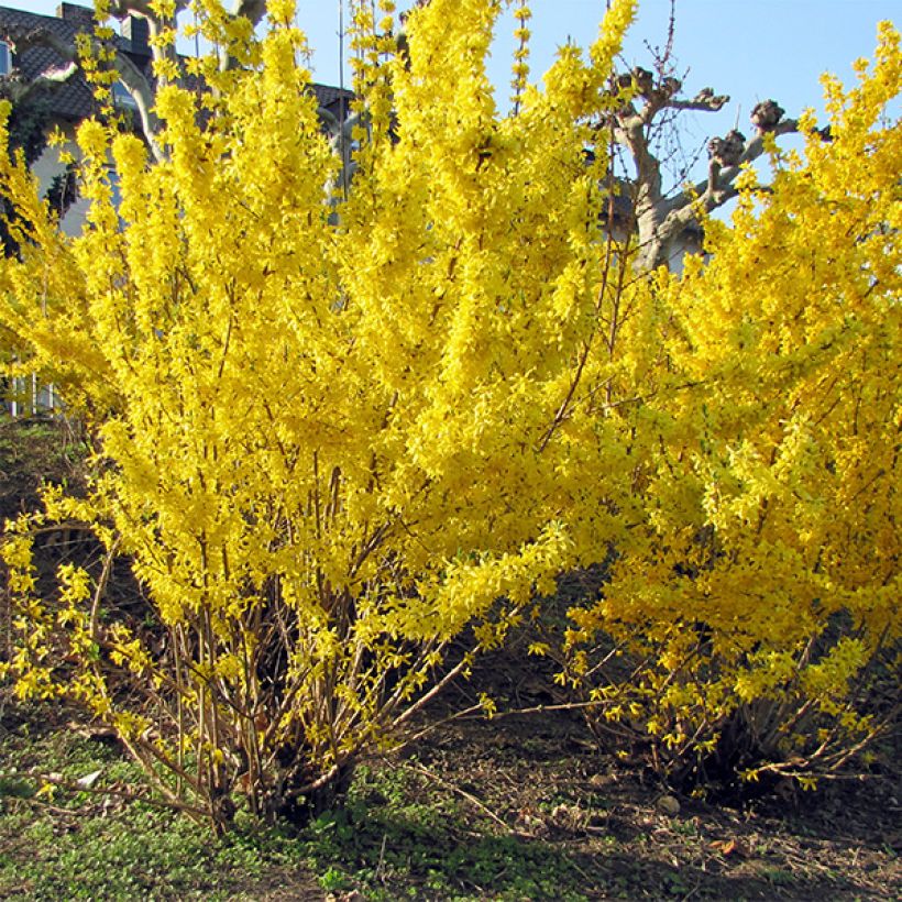 Forsythia intermedia Spectabilis - Mimosa de Paris (Plant habit)