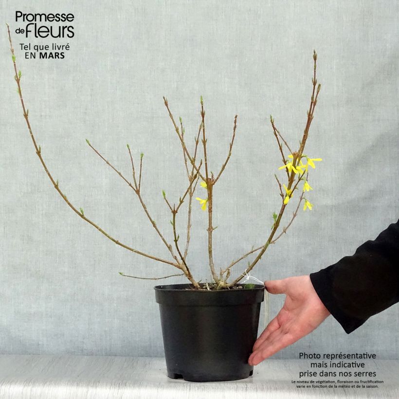 Example of Forsythia intermedia Spectabilis - Mimosa de Paris Pot de 2L/3L as you get in printemps