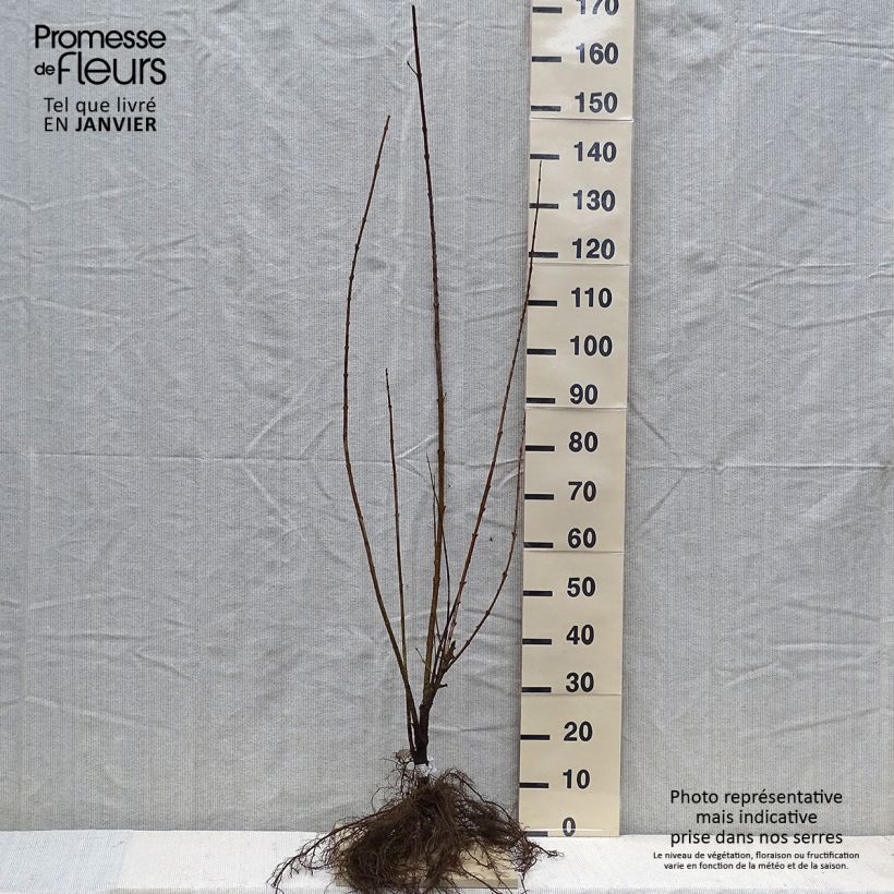 Example of Forsythia intermedia Spectabilis - Mimosa de Paris Racines nues as you get in hiver