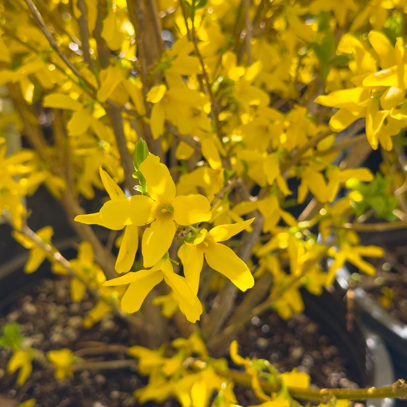 Forsythia intermedia Week-end - Mimosa de Paris (Flowering)