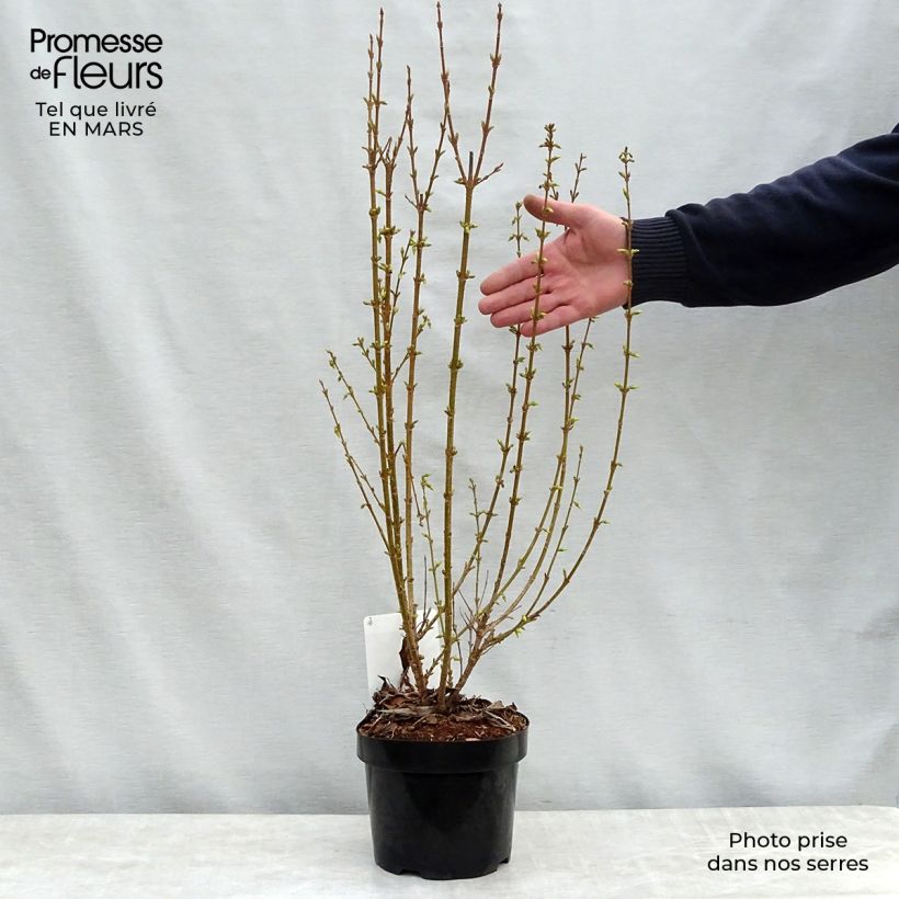 Example of Forsythia intermedia Week-end - Mimosa de Paris Pot de 2L/3L as you get in printemps