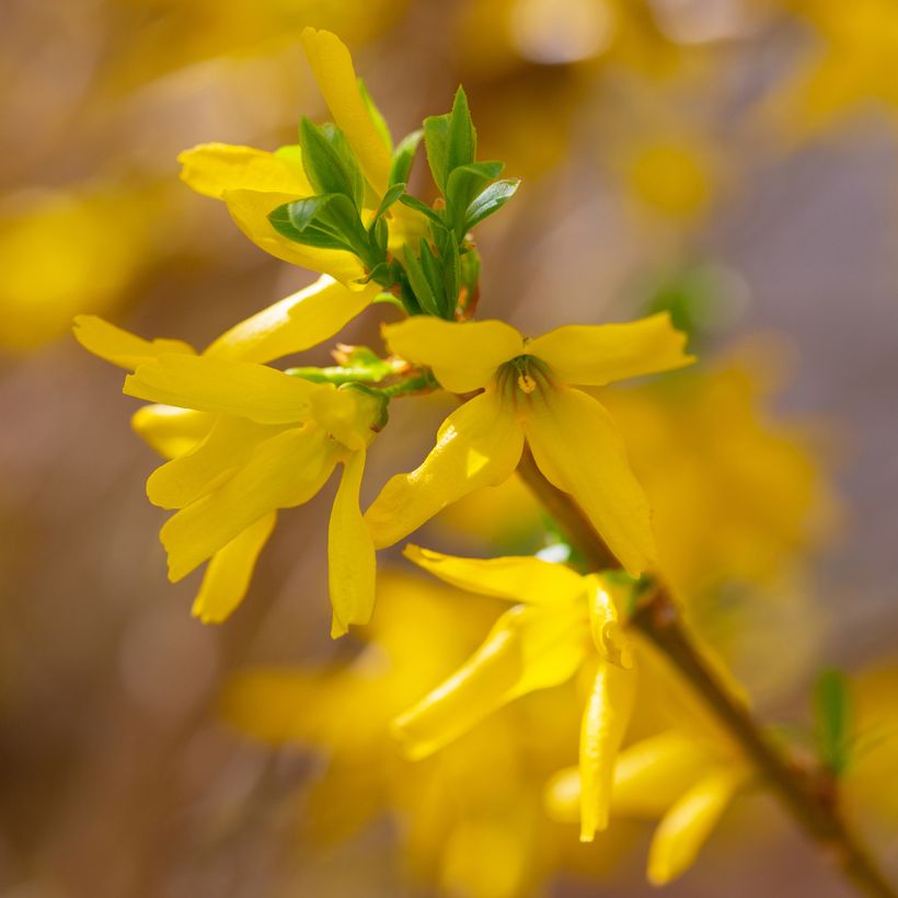 Forsythia x intermedia Lynwood - Mimosa de Paris (Flowering)