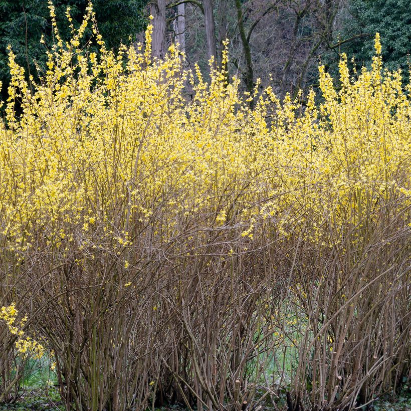 Forsythia x intermedia Lynwood - Mimosa de Paris (Plant habit)