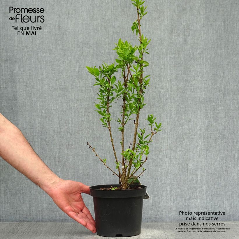 Example of Forsythia (x) intermedia Minigold - Mimosa de Paris Pot de 2L/3L as you get in printemps