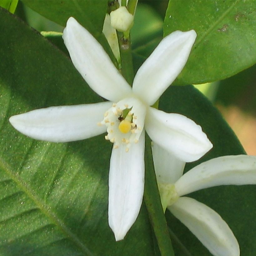 Kumquat à fruits ovales - Fortunella margarita (Flowering)