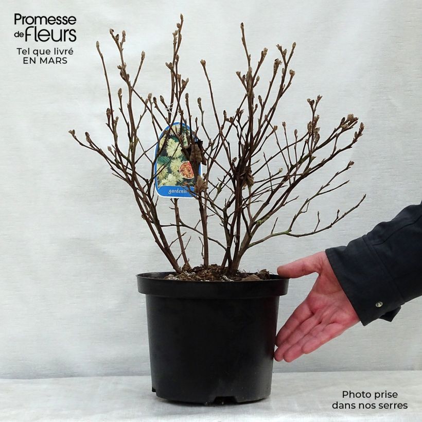 Example of Fothergilla gardenii Pot de 3L/4L as you get in printemps