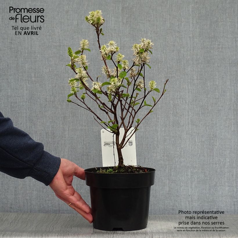 Example of Fothergilla intermedia Blue Shadow Pot de 3L/4L as you get in printemps