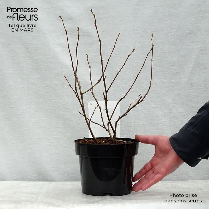 Example of Fothergilla major - Grand Fothergilla Pot de 3L/4L as you get in printemps