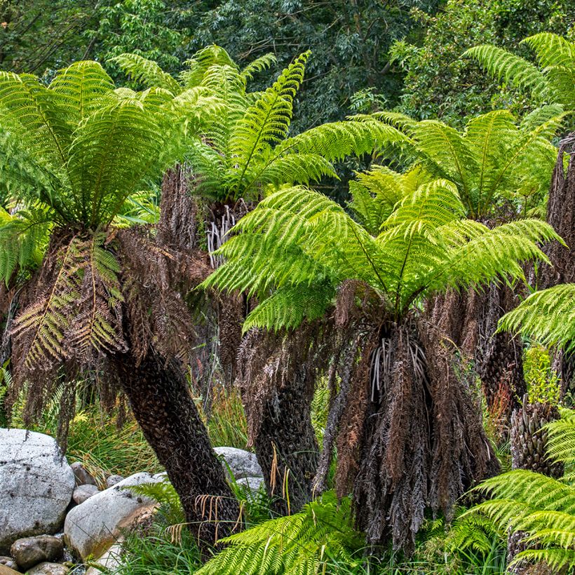 Fougère arborescente - Dicksonia antarctica (Plant habit)