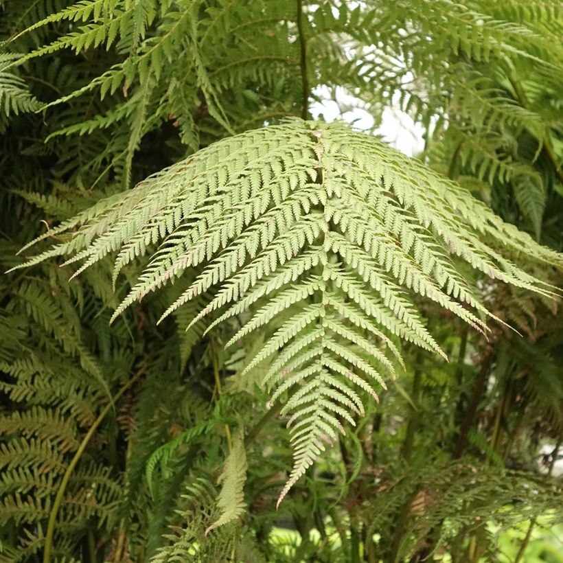 Fougère arborescente - Dicksonia antarctica (Feuillage)