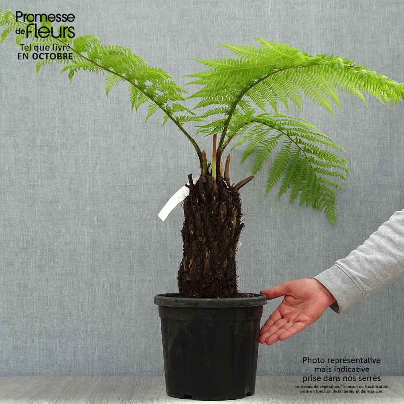 Spécimen de Fougère arborescente - Dicksonia antarctica Pot de 4L/5L, Haute-Tige, Hauteur de tronc (stipe) 20/30cm tel que livré en été