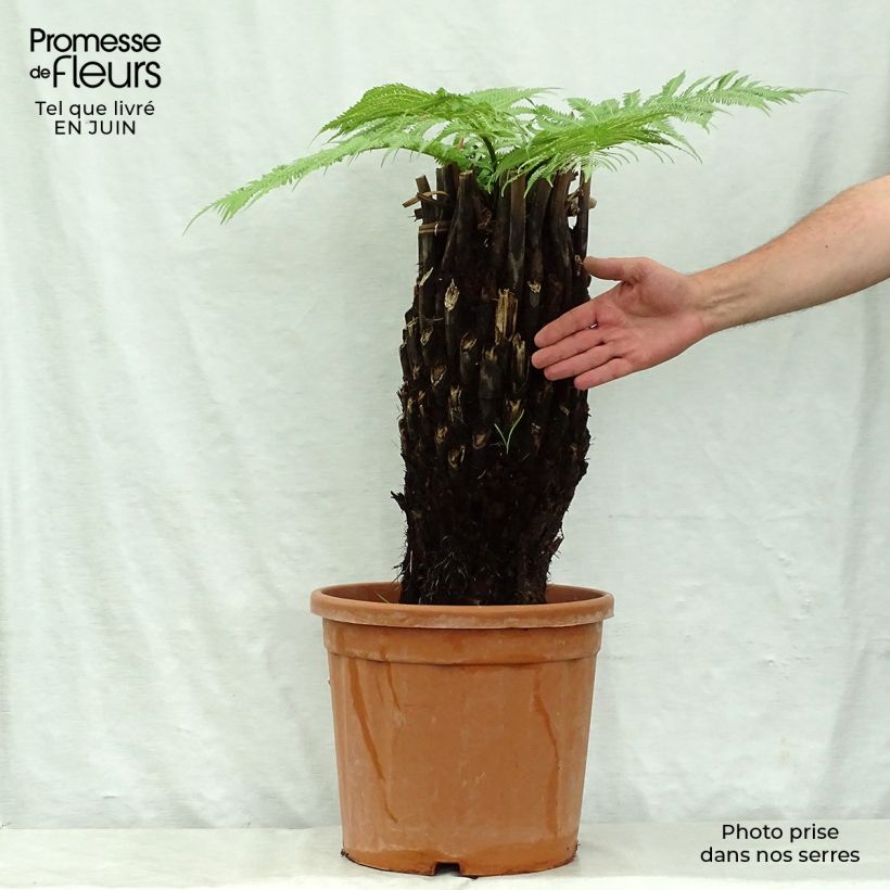 Spécimen de Fougère arborescente - Dicksonia antarctica Pot de 18L/20L, Haute-Tige, Hauteur de tronc (stipe) 40/50 tel que livré en été