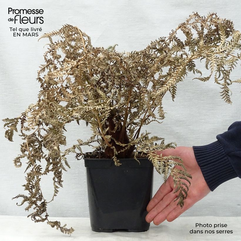 Example of Fougère arborescente - Dicksonia fibrosa Pot de 3L/4L as you get in printemps