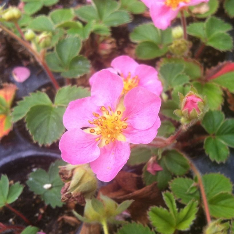 Fraisier rose - Fragaria Pink Panda (Plant habit)