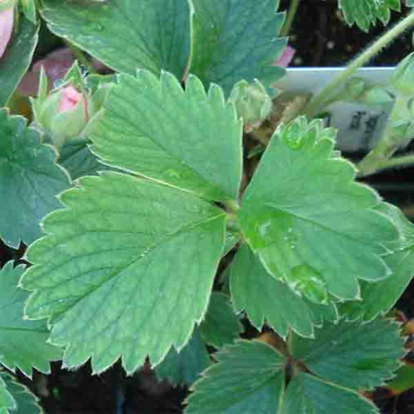 Fraisier rose - Fragaria Pink Panda (Foliage)