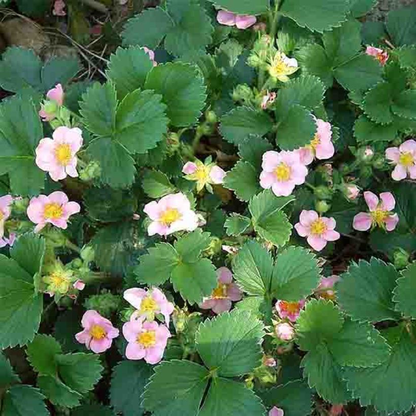 Fraisier rose - Fragaria Pink Panda (Flowering)