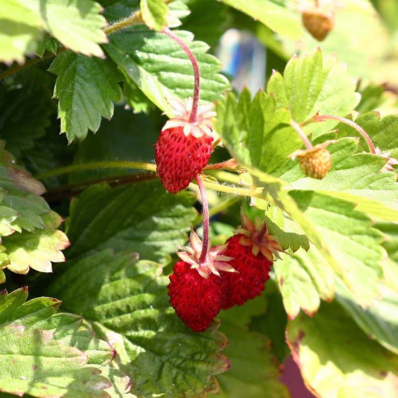Fragaria vesca Alexandria - fraisier des bois (Harvest)