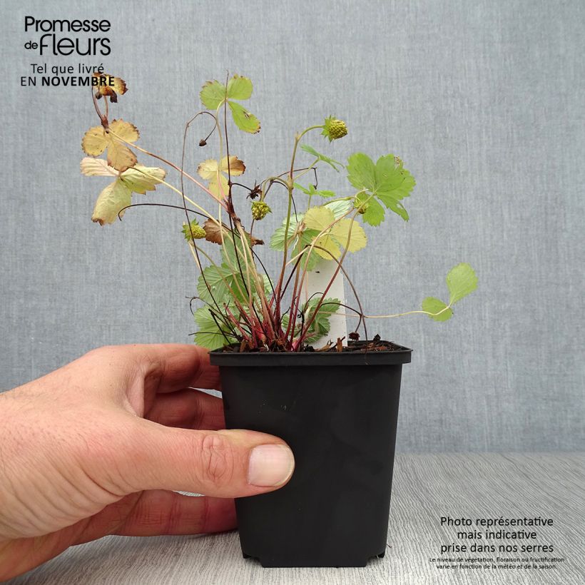 Spécimen de Fragaria vesca Alexandria - fraisier des bois Godet de 8/9 cm tel que livré en automne