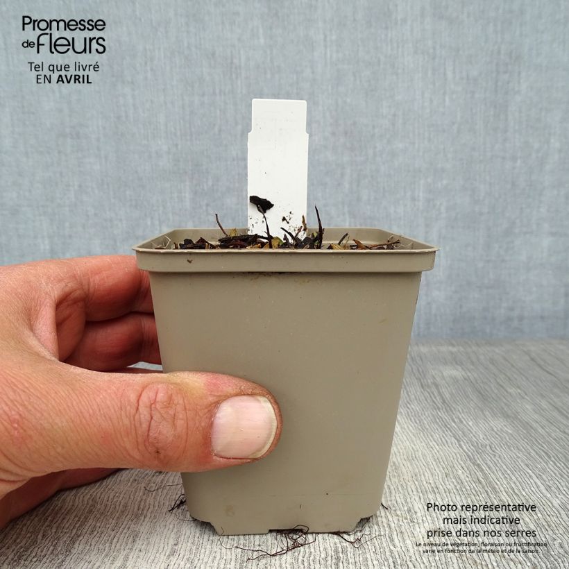 Example of Fragaria vesca Alexandria - fraisier des bois Godet de 8/9 cm as you get in printemps