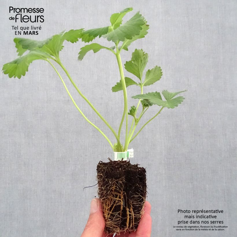 Spécimen de Fraisier Anaïs (remontant) Bio Motte 5 cm x 7 cm tel que livré au printemps