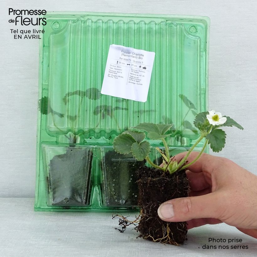 Example of Fraisier Charlotte (Remontant) Bio Motte 5 cm x 7 cm as you get in printemps