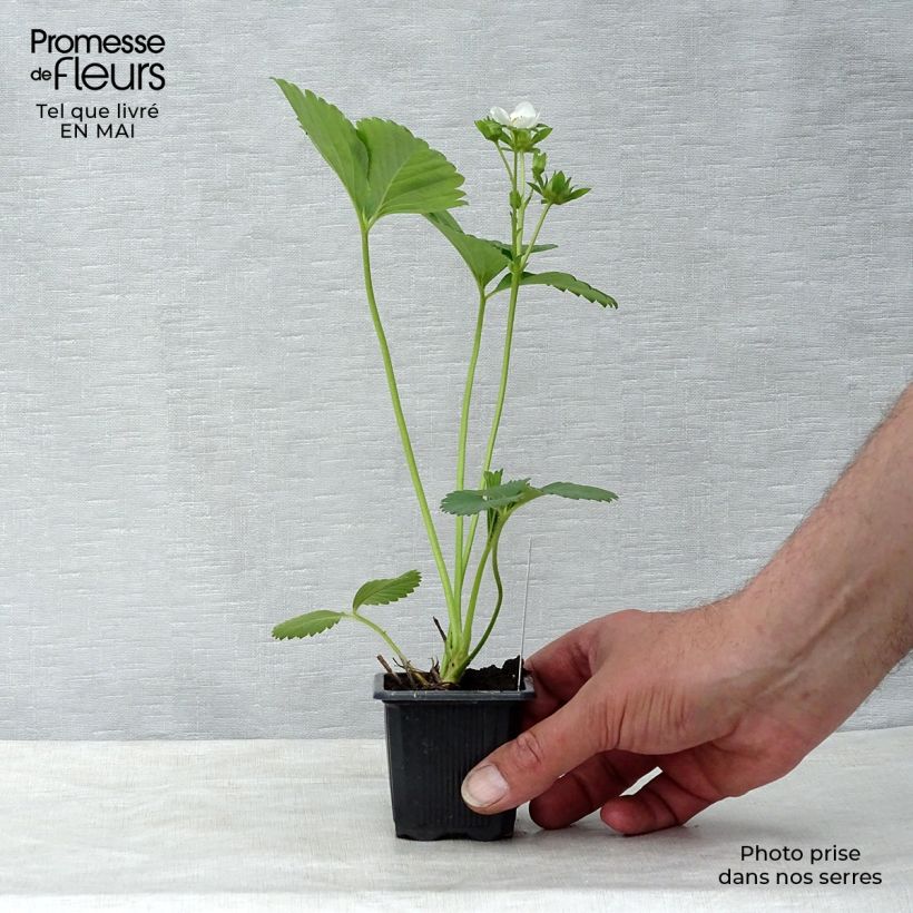 Example of Fraisier Charlotte (remontant)  Godet de 7/8 cm as you get in printemps