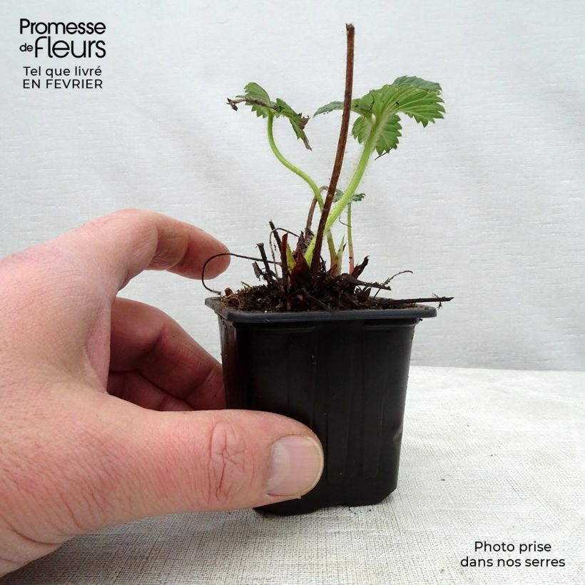 Spécimen de Fraisier Cherry Berry Godet de 7/8 cm tel que livré en hiver