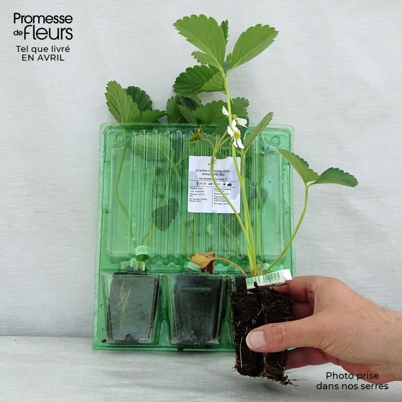 Example of Fraisier Ciflorette (non remontant) Bio Motte 5 cm x 7 cm as you get in printemps