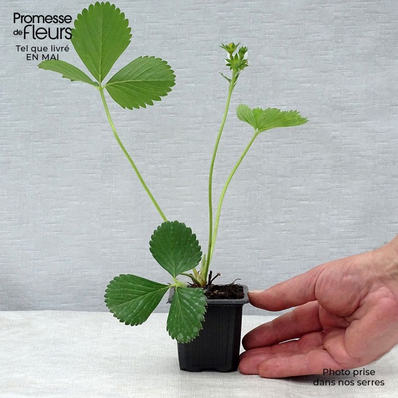 Example of Fraisier Ciflorette (non remontant) Godet de 7/8 cm as you get in printemps