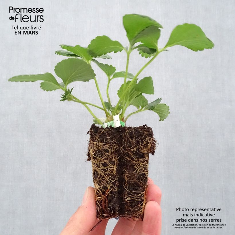Example of Fraisier Cijosée (remontant) Bio Motte 5 cm x 7 cm as you get in printemps