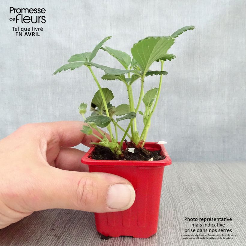 Example of Fraisier Cijosée (remontant) Godet de 7/8 cm as you get in printemps