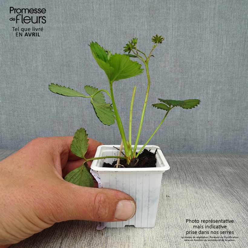 Example of Fraisier Cirano Godet de 7/8 cm as you get in printemps