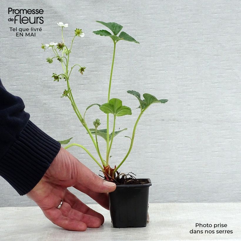 Example of Fraisier Framberry (non remontant) Pot de 12 cm / 13 cm as you get in printemps