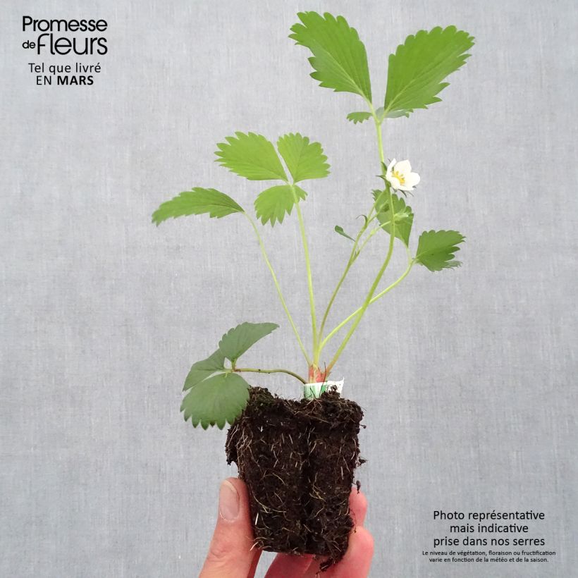 Example of Fraisier Gariguette (non remontant) Bio Motte 5 cm x 7 cm as you get in printemps