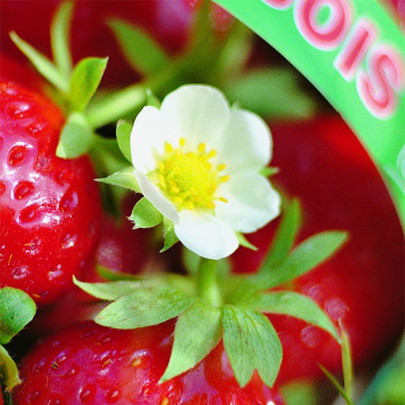 Fraisier Mara des Bois (remontant) (Floraison)