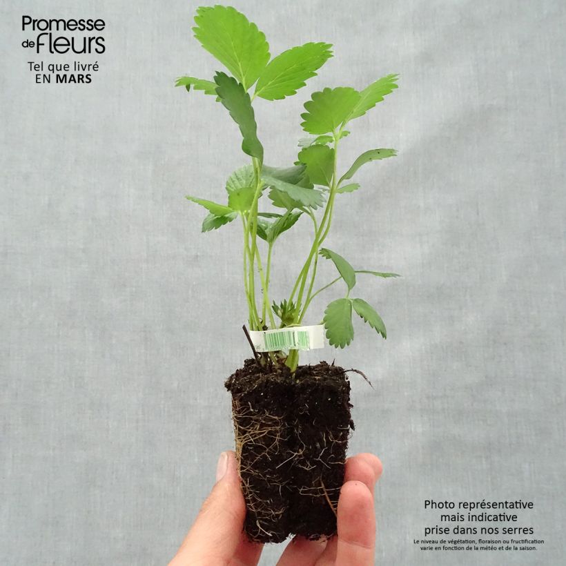 Example of Fraisier Mara des Bois (remontant) Bio Motte 5 cm x 7 cm as you get in printemps