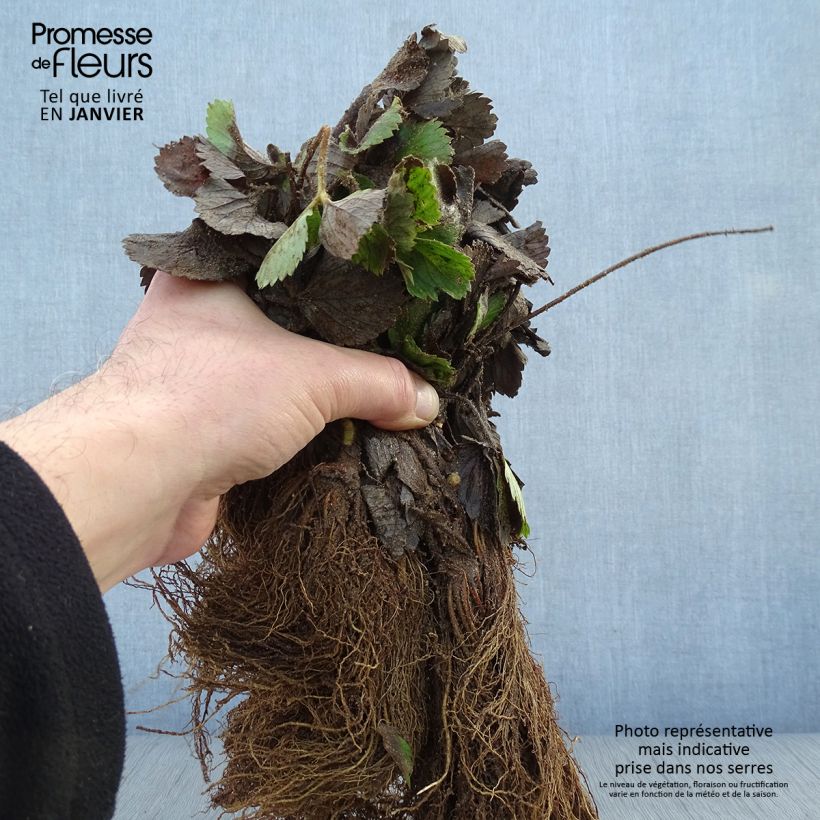 Spécimen de Fraisier Mariguette (remontant) en plants Racines nues tel que livré en hiver