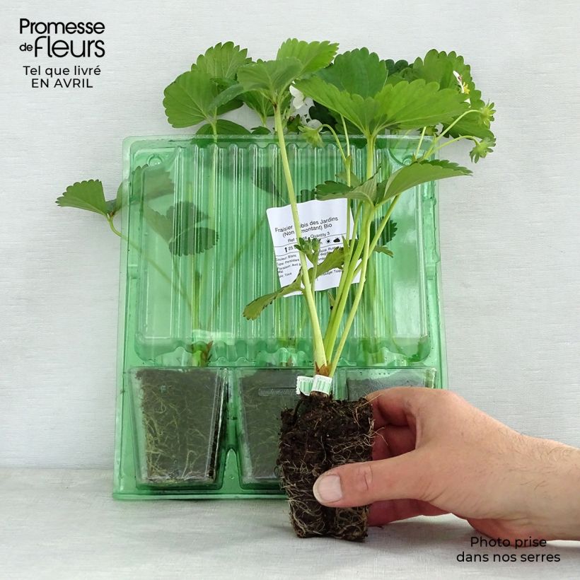 Spécimen de Fraisier Rubis des Jardins (Non remontant)  Motte 4 cm x 4,5 cm tel que livré au printemps