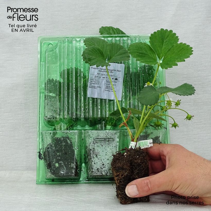 Example of Fraisier Senga Sengana  (Non remontant)  Motte 5 cm x 7 cm as you get in printemps