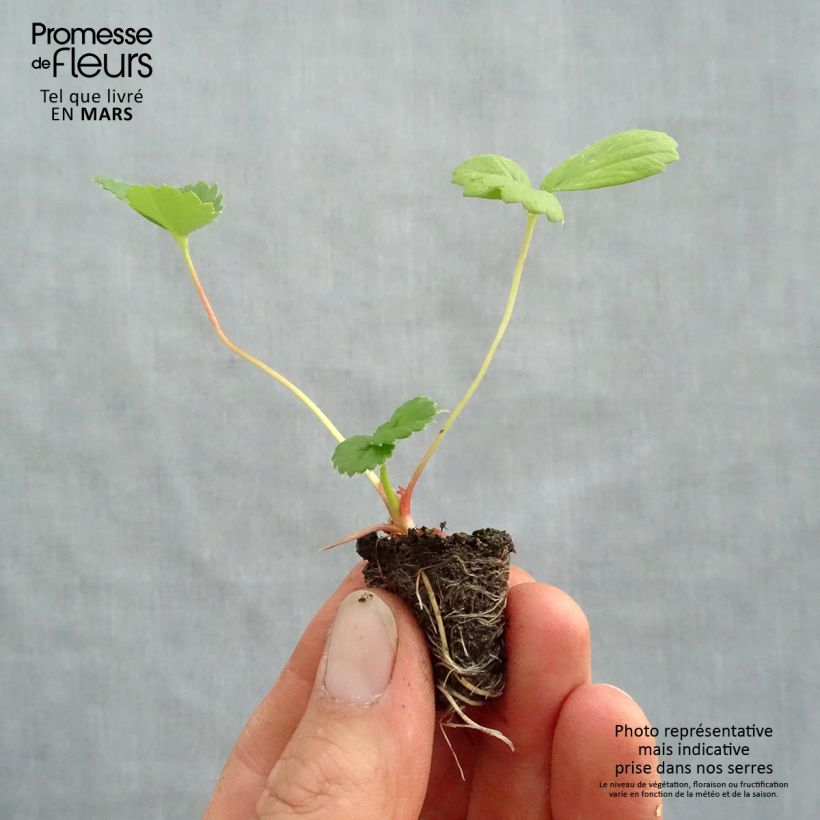 Example of Fraisier Toscana F1 Deep Rose en mini-mottes Mini-motte Ø 3/4 cm, Livré en hauteur de 5 à 10 cm as you get in printemps