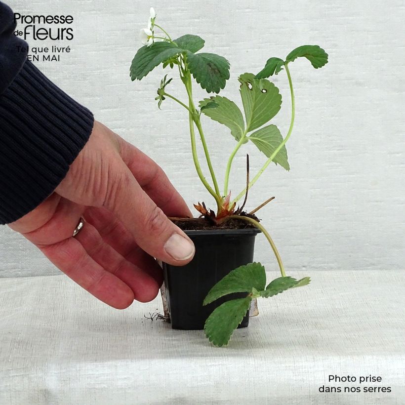 Example of Fraisier White Pineberry Godet de 8/9 cm as you get in printemps