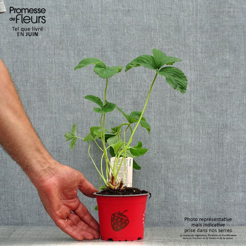 Spécimen de Fraisier White Pineberry Godet de 8/9 cm tel que livré en été