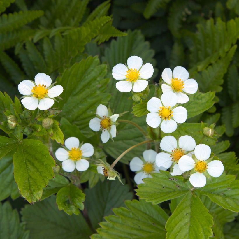 Fraisier des 4 saisons -  Fraise des bois (Flowering)