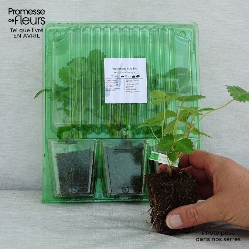 Example of Fraisier des bois Bio Motte 5 cm x 7 cm as you get in printemps