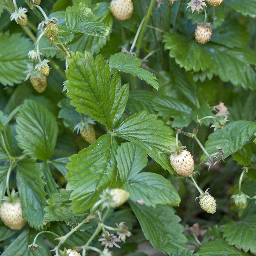 Fraisier des bois Yellow Wonder - Graines de Fragaria vesca (Foliage)