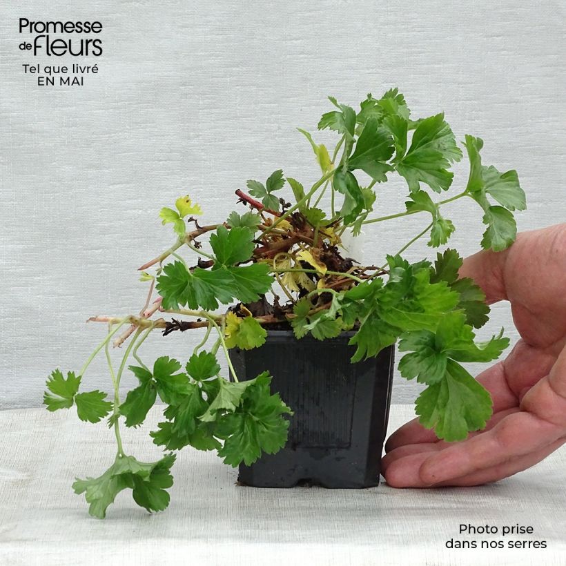 Example of Fraisier stérile - Waldsteinia ternata Godet de 8/9 cm as you get in printemps