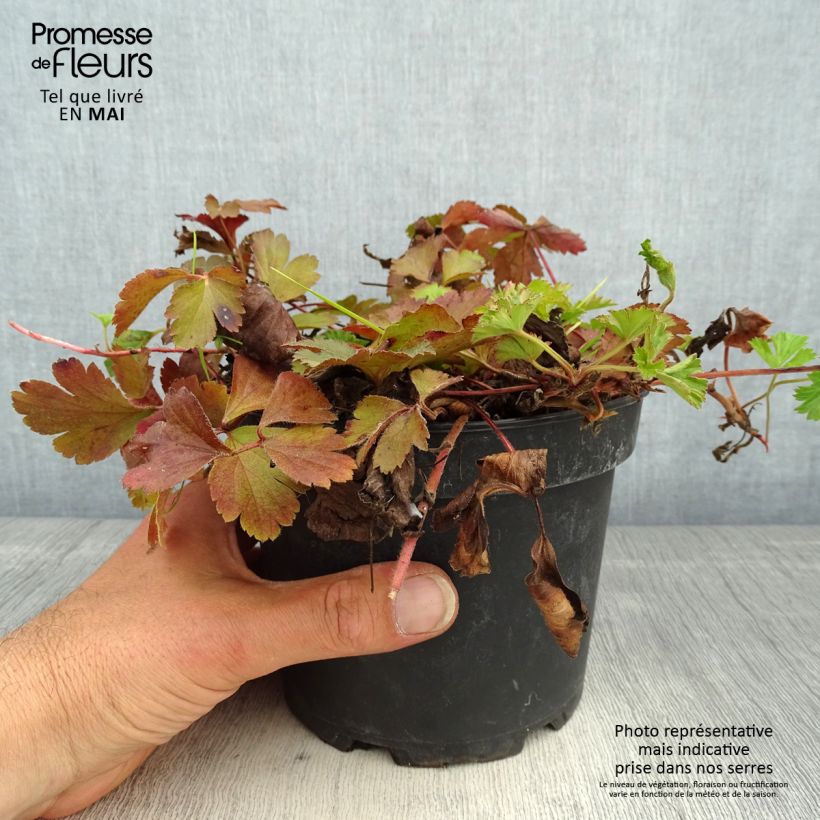 Example of Fraisier stérile - Waldsteinia ternata Pot de 2L/3L as you get in printemps